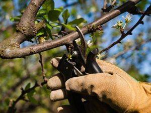 Curso online de Poda en Fruticultura