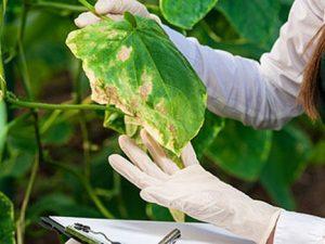 Curso online de Enemigos y Enfermedades de las Plantas