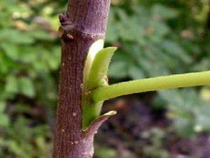 Curso online de Poda e Injerto de Frutales