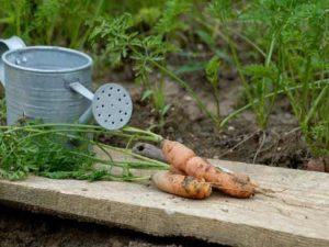 Curso online de Agricultura Ecológica